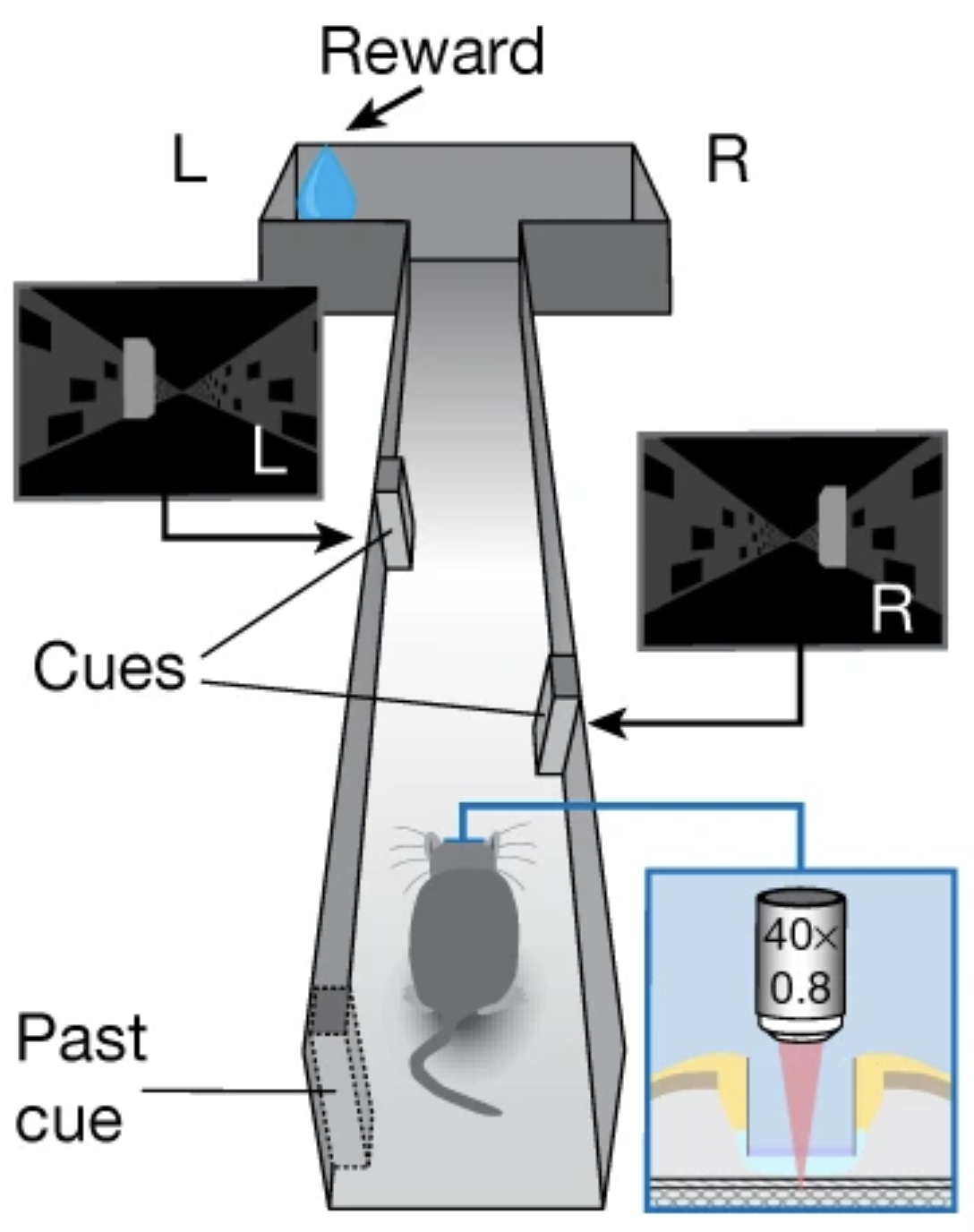 Schematic of the accumulating-towers task from Nieh et al., 2021